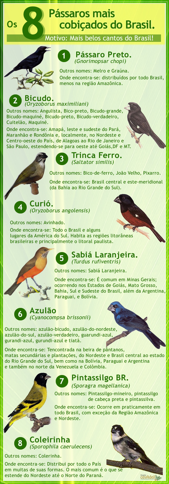 Os 08 pássaros mais cobiçados do Brasil.