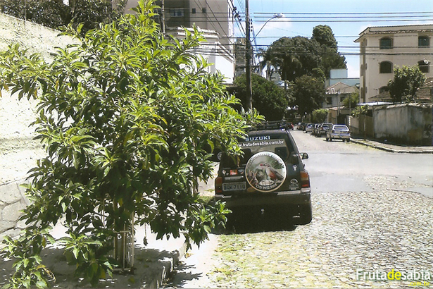 Arvoredo fruta de sabiá no bairro nova suíça em BH.