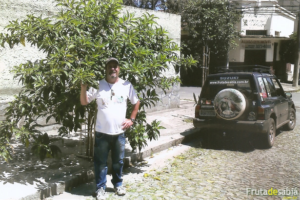 Arvoredo fruta de sabiá no bairro nova suíça em BH.