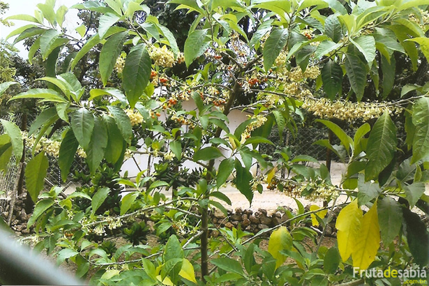 Fruta de sabiá no sítio de um cliente.
