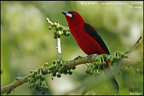 Tiê sangue comendo a fruta de sabiá.